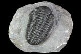 Detailed Morocops Trilobite - Exellent Facets #87582-1